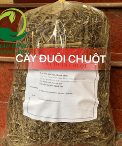 cây đuôi chuột trị bệnh hở van tim