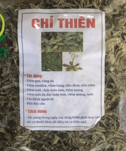 cây chỉ thiên trị viêm xoang