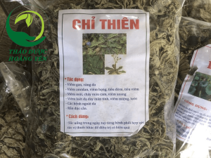 cây chỉ thiên trị viêm xoang