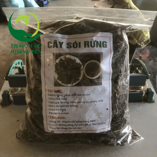 cây sói rừng làm thuốc