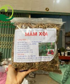 cây mâm xôi chữa bệnh xương khớp