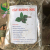cây hương nhu khô