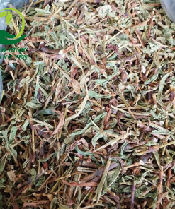 cây nghệ răm có công dụng gì