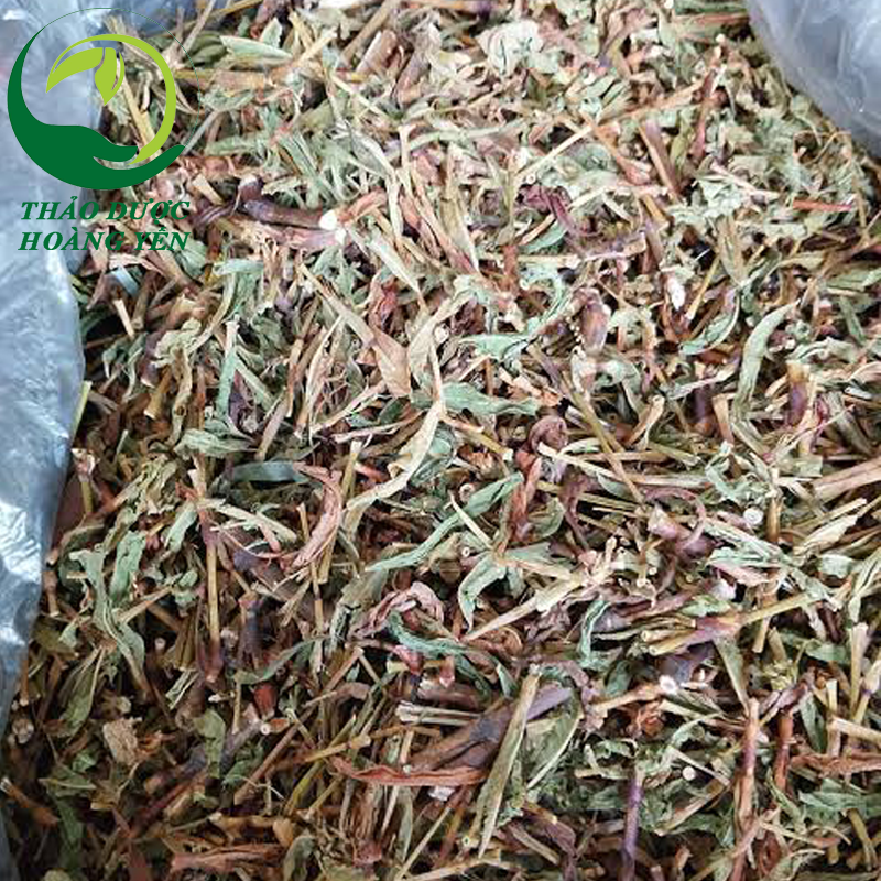 cây-nghệ-răm-có-công-dụng-gì cây nghệ răm có công dụng gì