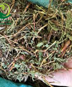 cây nghệ răm thường mọc ở đâu