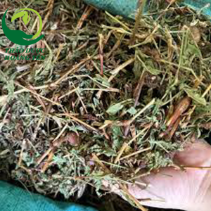 cây nghệ răm thường mọc ở đâu