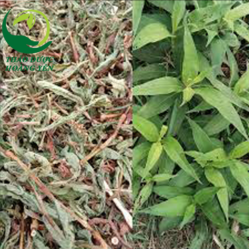 hình-ảnh-cây-nghể-răm hình ảnh cây nghể răm